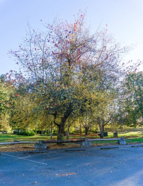 Des Moines, Washingotn 'daki Tuzlu Su Parkı' nda bir sonbahar ağacı..