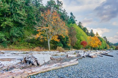 Batı Seattle, Washington 'daki Lincoln Park geçidi. Sonbahar sezonu..