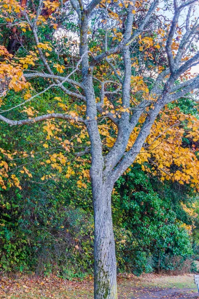 Ένα Γυμνό Δέντρο Φθινόπωρο Στο Lincoln Park Στο West Seatle — Φωτογραφία Αρχείου