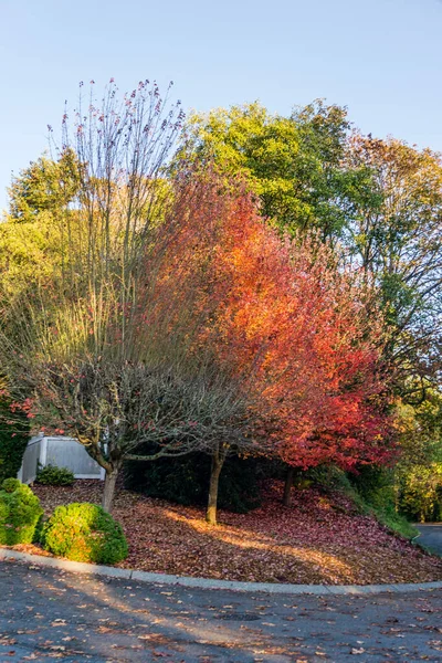 stock image Beautiful autumn colors on trees along a street in Burien, Washington.