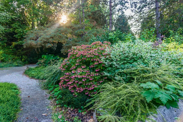西雅图南部学院的一座植物园里 树木五彩斑斓 — 图库照片