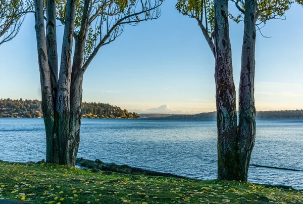 Mount Rainier Framed Two Trees Lake Washington — Stock Photo, Image