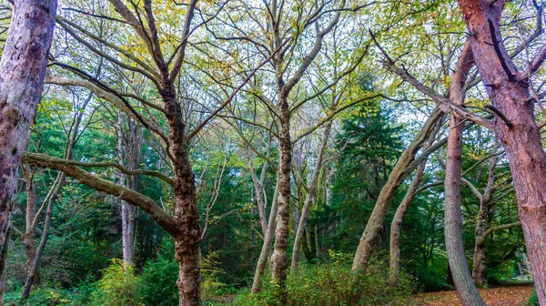 Drzewa Lesie Lincoln Park Zachodnim Seattle Waszyngton — Zdjęcie stockowe