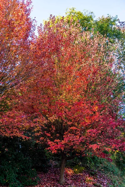 Brillante Herbstblätter Auf Einer Straße Burien Washington — Stockfoto