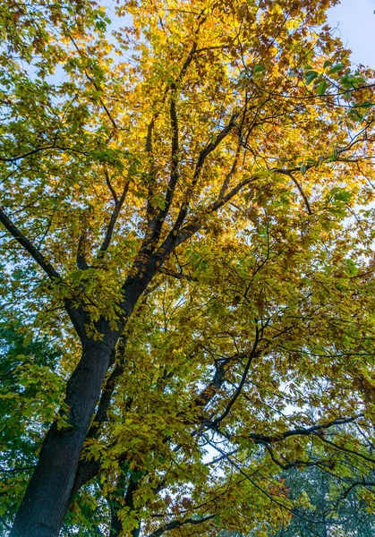 Осенние Деревья Сьюард Парке Сиэтле Штат Вашингтон — стоковое фото