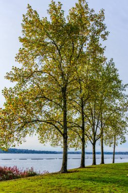 Renton, Washington 'daki Gene Coulon Parkı' nda parlak sonbahar renkleri.