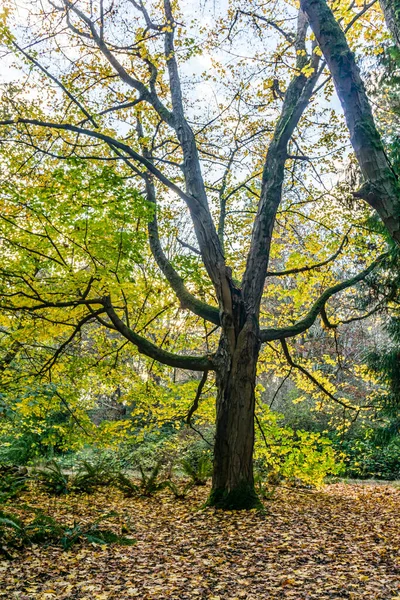 stock image Yellow autumn leaves at Lincoln Park in West Seattle, Washington