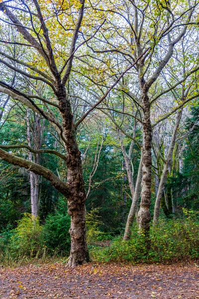 Drzewa Lesie Lincoln Park Zachodnim Seattle Waszyngton — Zdjęcie stockowe