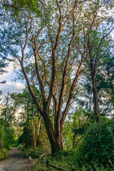 华盛顿西雅图西部林肯公园的一棵长树 — 图库照片
