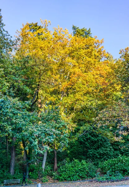 ワシントン州シアトルにあるSeward Parkの秋の木 — ストック写真