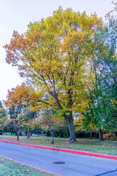 Портрет Осенней Елки Парке Сьюард Сиэтле Штат Вашингтон — стоковое фото