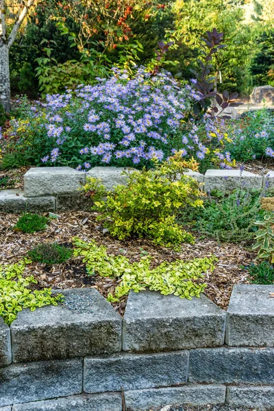 stock image Flowers in a terraced garden in South Seattle, Washington.