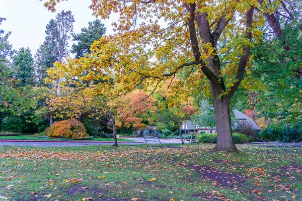 ワシントン州シアトルのスワードパークの秋の木の風景 — ストック写真