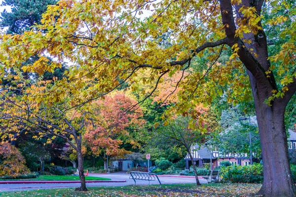 Сцена Осіннього Дерева Seward Park Сіетлі Штат Вашингтон — стокове фото