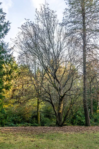 Träd Skog Vid Lincoln Park West Seattle Washington — Stockfoto