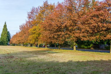 Seatac, Washington 'da sonbahar ağaçları bir sokak hizasında..