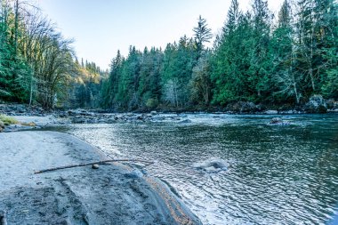Evergreen ağaçları Washington 'da Snoqualmie Nehri kıyısında..