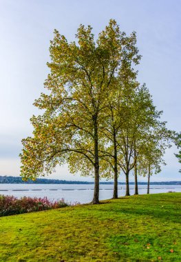 Renton, Washington 'daki Gene Coulon Parkı' nda parlak sonbahar renkleri.