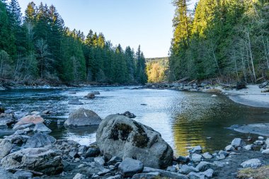 Evergreen ağaçları Washington 'da Snoqualmie Nehri kıyısında..