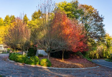 Burien, Washington 'da bir cadde boyunca ağaçlarda güzel sonbahar renkleri.