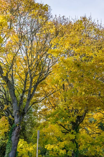 Jesienne Drzewa Linii Ulicy Seatac Waszyngton — Zdjęcie stockowe