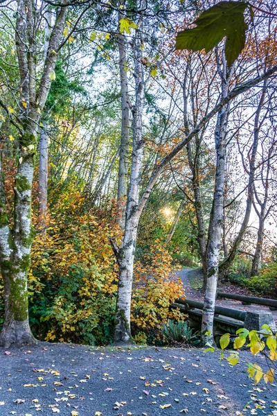 Arbres Blancs Seahurst Park Burien Washington — Photo