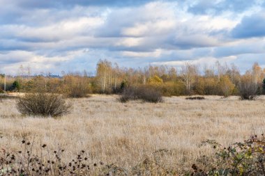 Kent, Washington 'da sonbahar ağaçları manzarası.