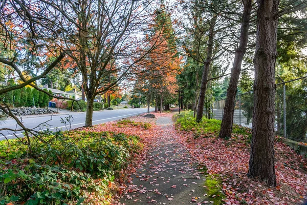 Seatac, Washington 'da kaldırımda sonbahar renkli ağaçlar.