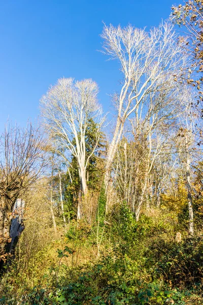 Interessantes Galhos Árvores Nuas Chegar Céu — Fotografia de Stock