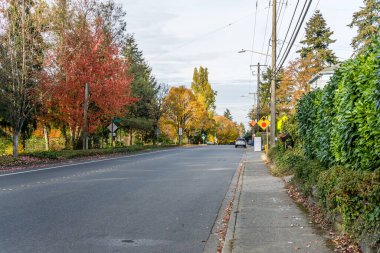 Seatac, Washington 'da sonbahar ağaçları bir sokak hizasında..