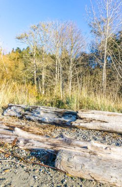 Burien, Washington 'daki Seahurst Park' ın kıyısında çıplak ağaçlar ve yanlamasına sürünecek..