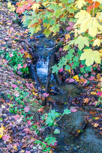 Herfst Kleuren Naast Een Beek Bij Seahurst Park Burien Washington — Stockfoto