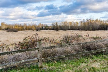 Kent, Washington 'da sonbahar ağaçları manzarası.
