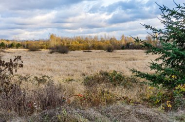 Kent, Washington 'da sonbahar ağaçları manzarası.