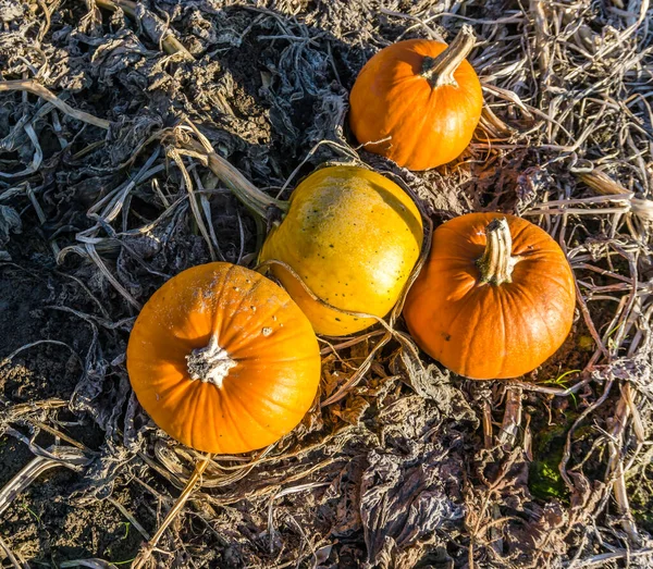 Close View Harvested Pumpkins Kent Washington — Stock Photo, Image