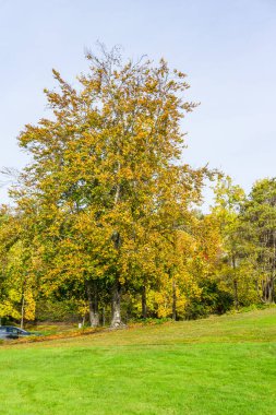 Renton, Washington 'daki Gene Coulon Parkı' nda parlak sonbahar renkleri.