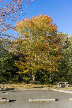Des Moines, Washingotn 'daki Tuzlu Su Parkı' nda bir sonbahar ağacı..