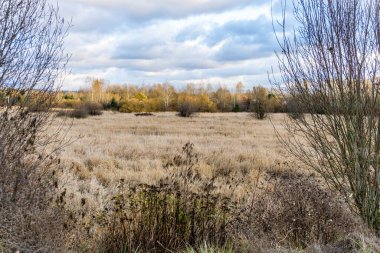 Kent, Washington 'da sonbahar ağaçları manzarası.