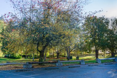 Des Moines, Washingotn 'daki Tuzlu Su Parkı' nda bir sonbahar ağacı..