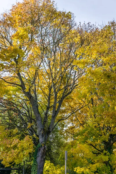 华盛顿西雅图 秋天的树木排成了一条街 — 图库照片