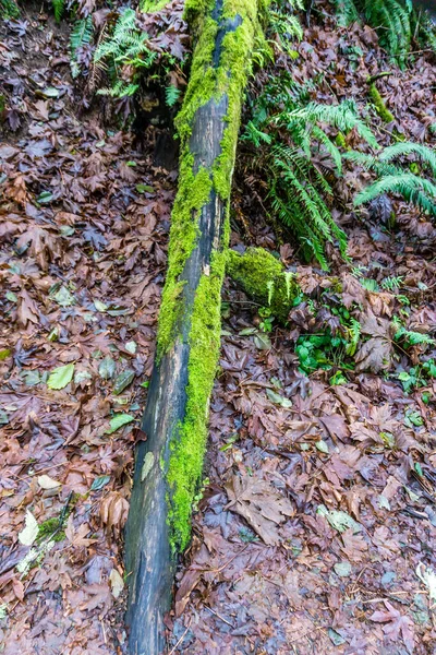 stock image Bright green moss grows on a log at Dash Point State Park in Washingotn State. It is winter.