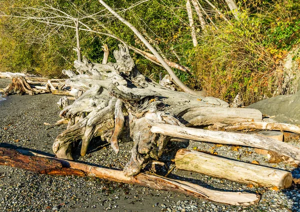 Ein Treibholz Baumstamm Ufer Des Seahurst Park Burien Washington — Stockfoto