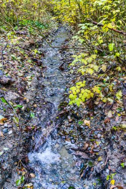 Washington eyaletindeki Dash Point Eyalet Parkı 'nda bir dere. Kış geldi..