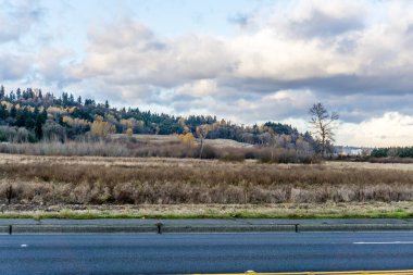 Kent, Washington 'da sonbahar ağaçları manzarası.