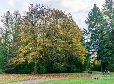 Sonbaharda Batı Seattle, Washington 'daki Lincoln Park' ta yaşlı bir ağaç..