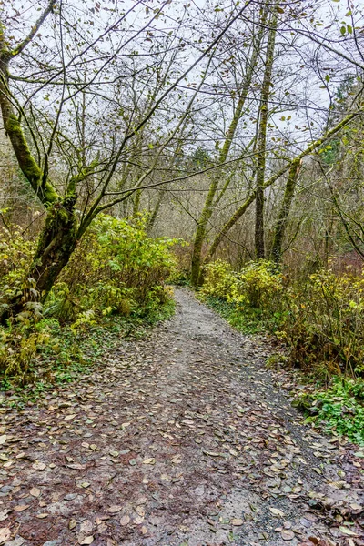Sentier Plein Vent Parc État Dash Point Dans État Washington — Photo