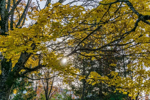 Herbstbäume Säumen Eine Straße Seatac Washington — Stockfoto