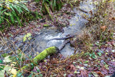 Washington eyaletindeki Dash Point Eyalet Parkı 'nda bir dere. Kış geldi..
