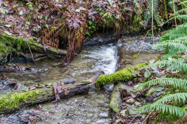 Washington eyaletindeki Dash Point Eyalet Parkı 'nda bir dere. Kış geldi..