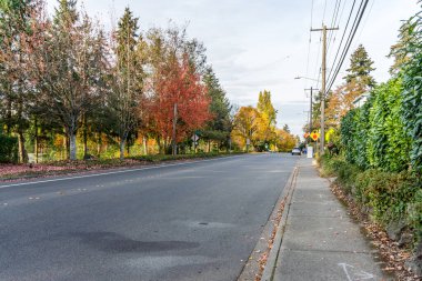 Seatac, Washington 'da sonbahar ağaçları bir sokak hizasında..